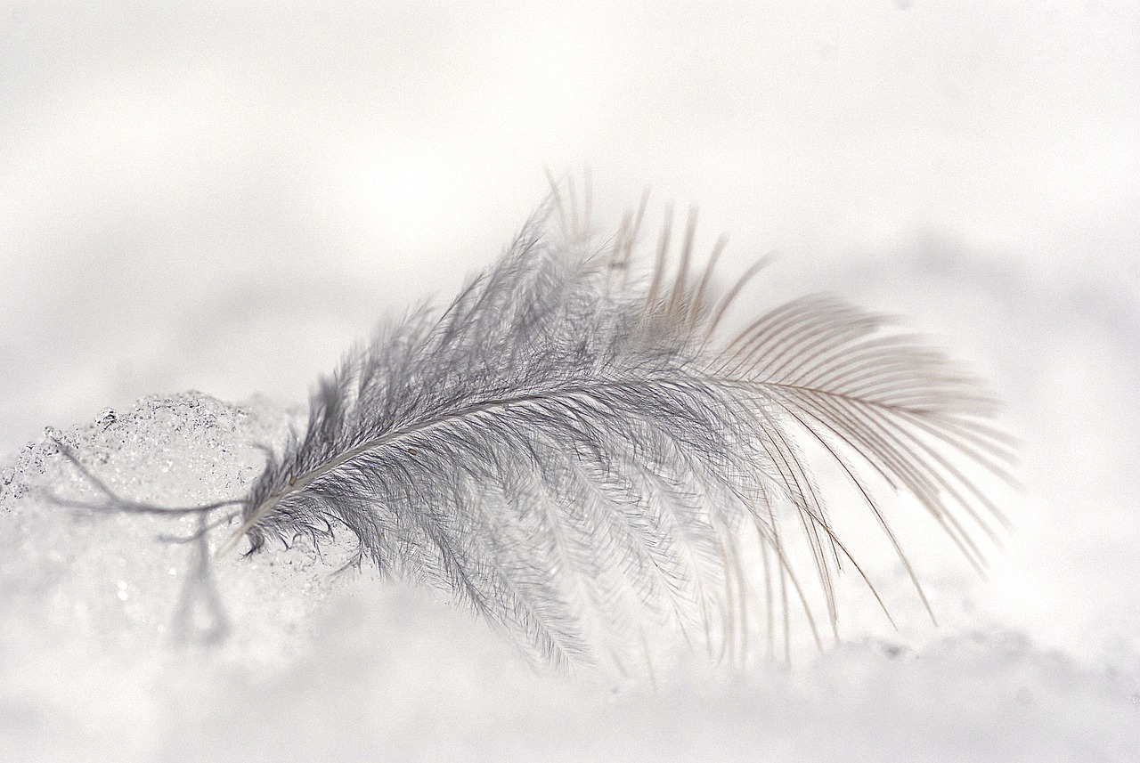 feather, ice, snow-6184325.jpg